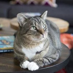 An adult medium-sized male Domestic Short Hair cat named Denali for adoption in San Jose, CA