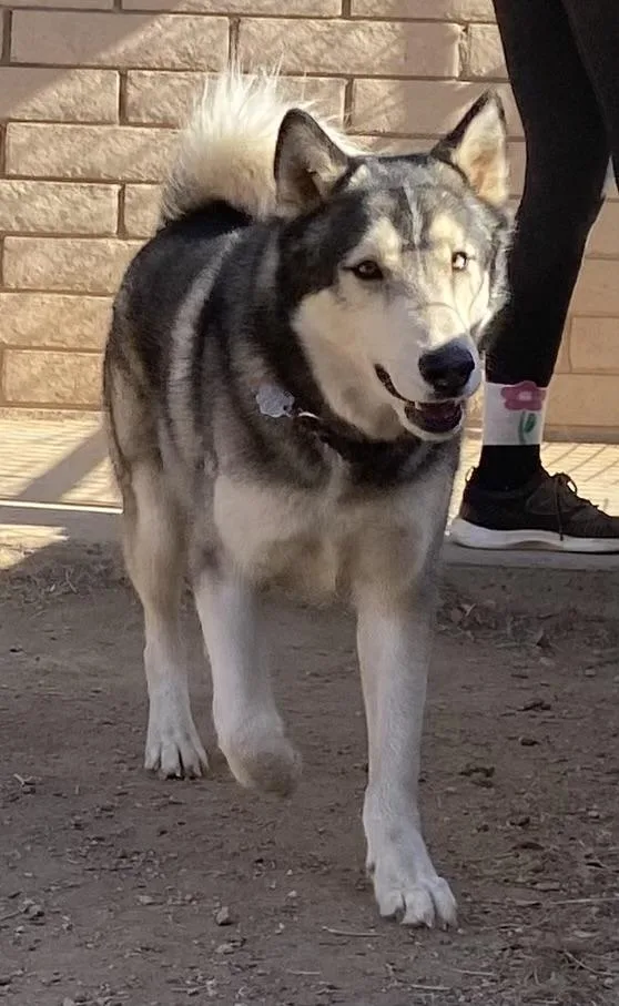 A young medium-sized male Black Husky dog named Finn for adoption in Phoenix, AZ