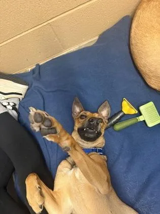 An adult medium-sized female Mixed Breed dog named Laverne for adoption in Traverse City, MI