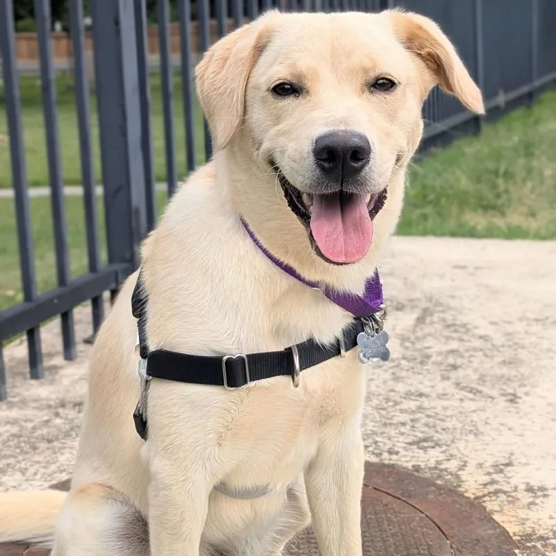 A young medium-sized female Yellow / Tan / Blond / Fawn Labrador Retriever dog named Kylie for adoption in Falls Church, VA
