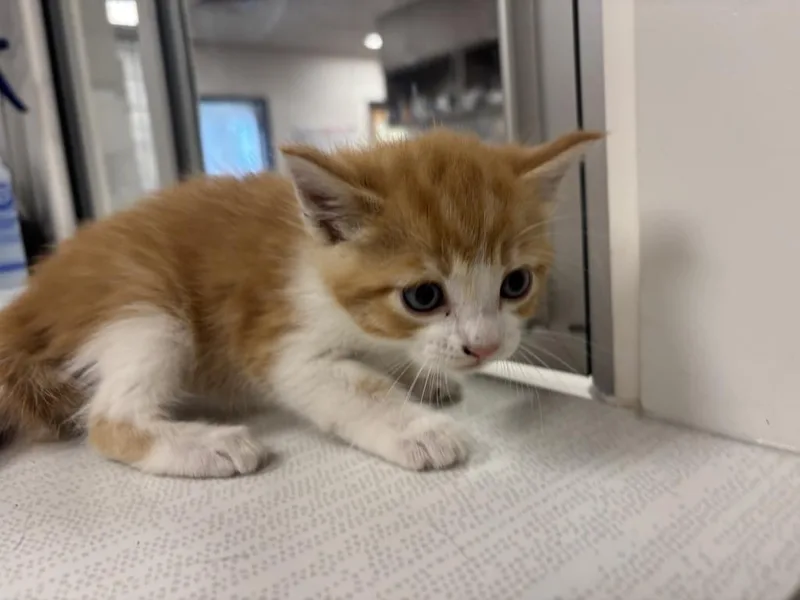 A baby large-sized male Domestic Short Hair cat named Clover for adoption in Greenfield, IN