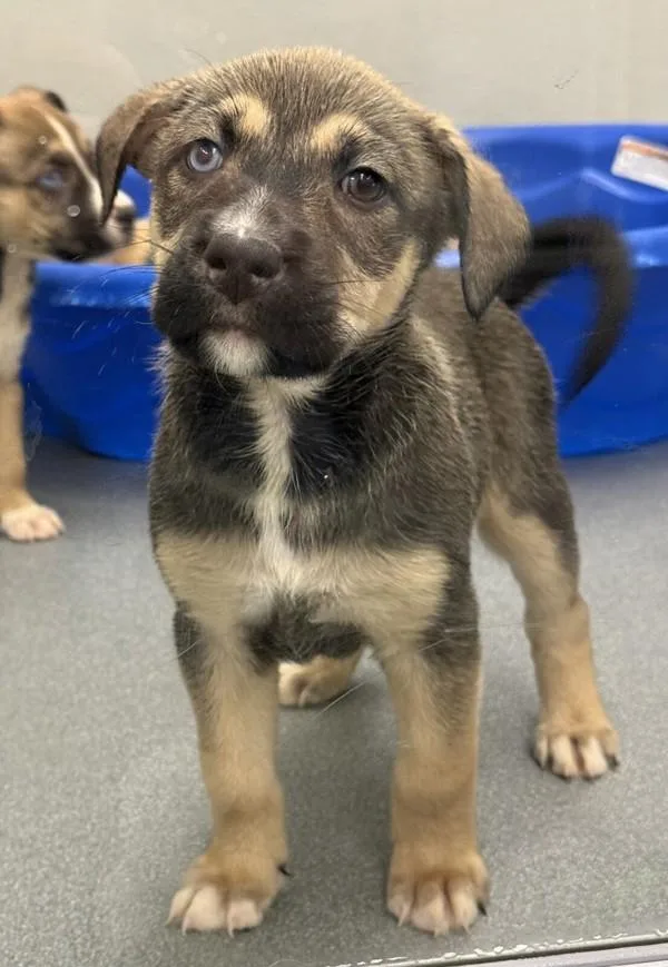 A baby large-sized female Siberian Husky dog named Cora for adoption in Victorville, CA