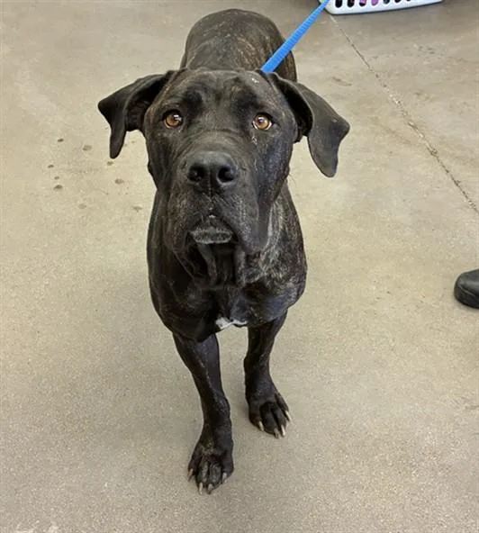 An adult large-sized female Cane Corso dog named Matilda for adoption in Mesa, AZ