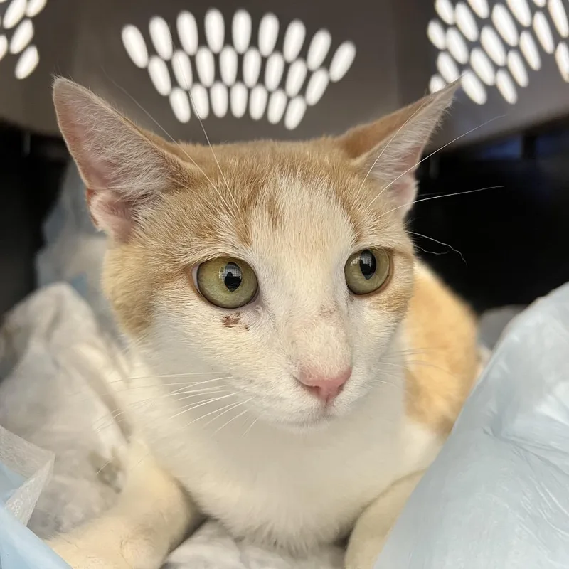 A young medium-sized female White Domestic Short Hair cat named Pinkie for adoption in West Palm Beach, FL
