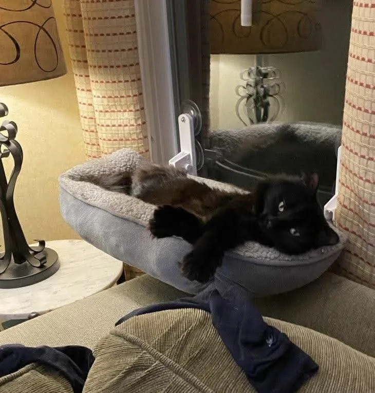 An adult large-sized female Domestic Long Hair cat named Poppy for adoption in Fair Haven, VT