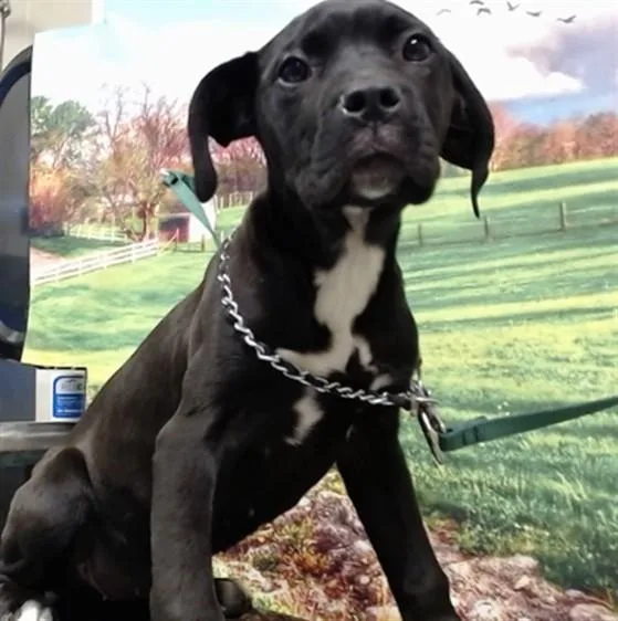A baby medium-sized female Pit Bull Terrier dog named Sonia for adoption in Moreno Valley, CA