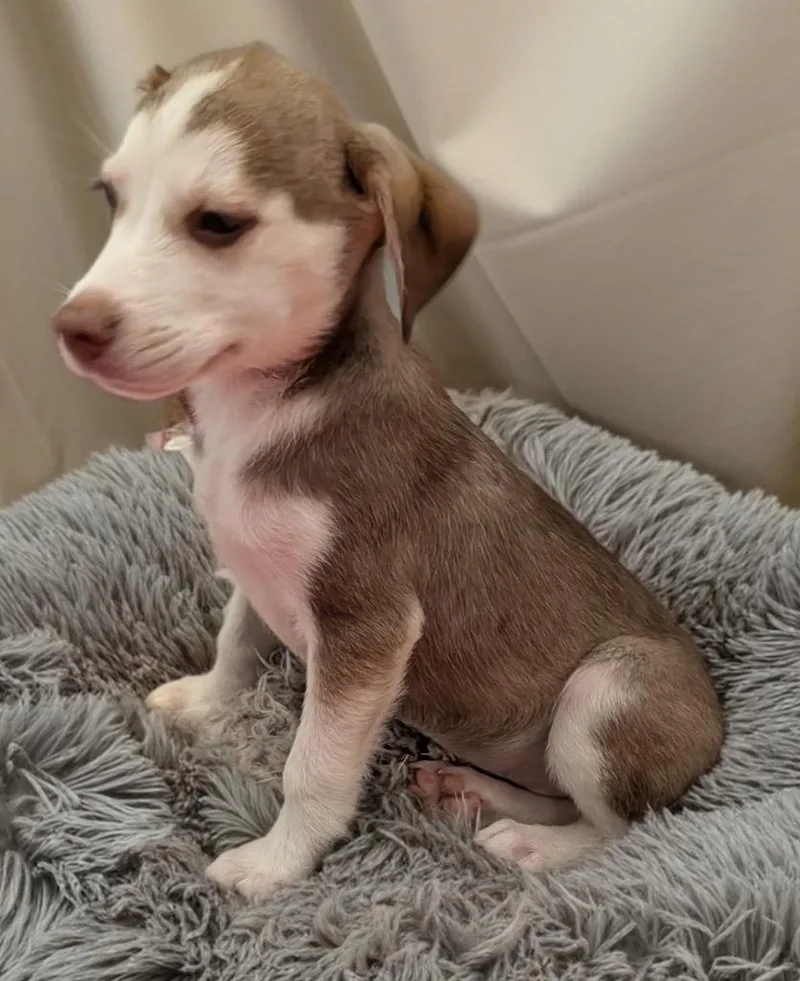 A baby small-sized male Husky dog named Niko for adoption in Fort Myers, FL