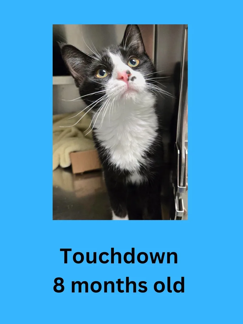 A young small-sized male Black & White / Tuxedo Domestic Short Hair cat named Touchdown for adoption in Ravenna, OH