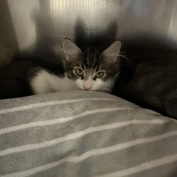 A baby small-sized male Domestic Medium Hair cat named Logan for adoption in Walnut Creek, CA