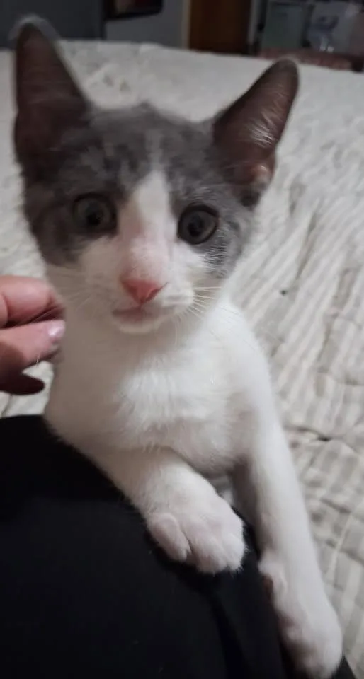 A baby small-sized male Domestic Short Hair cat named Dumpling for adoption in Kettering, OH