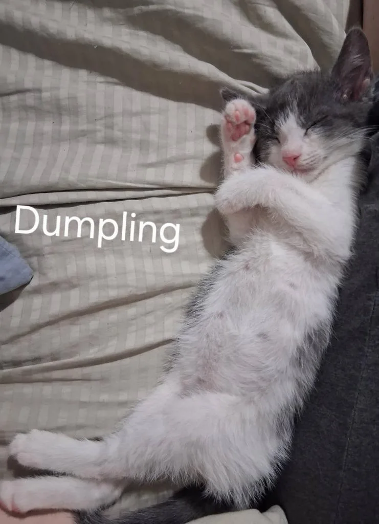 Dumpling thumbnail 2
