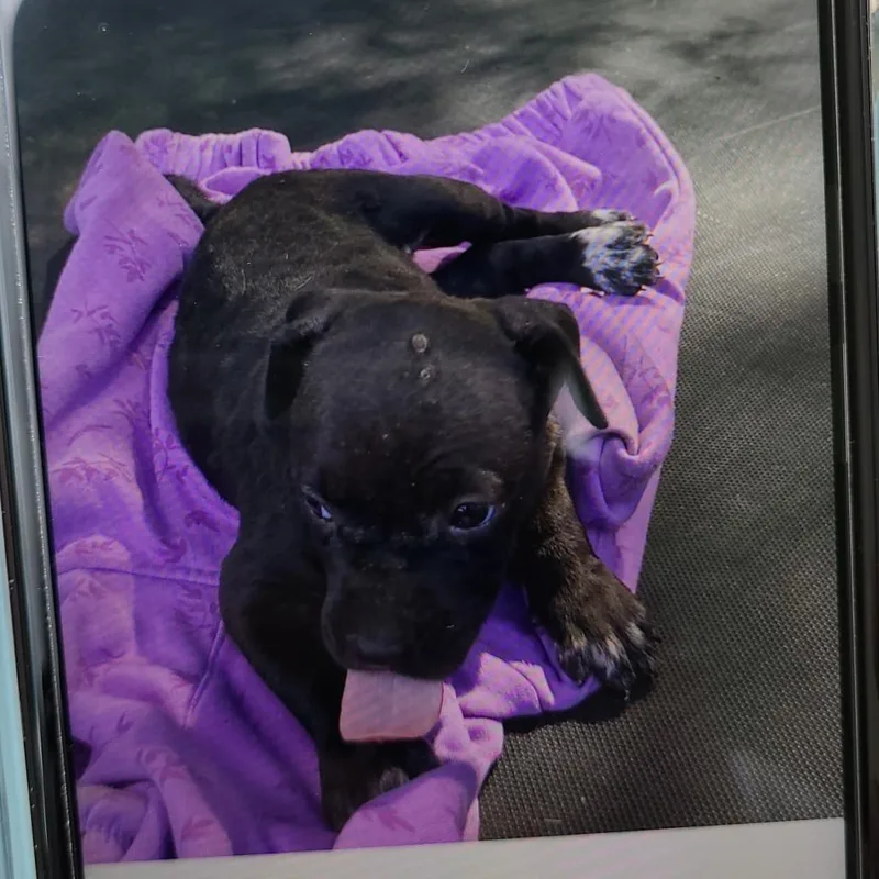 An adult medium-sized female Black Mixed Breed dog named Dixie for adoption in Lake Panasoffkee, FL