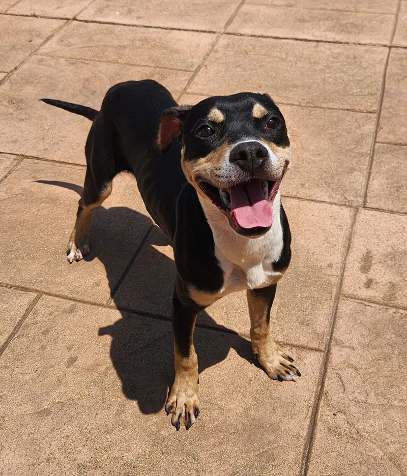 A young medium-sized male Terrier dog named Bosco for adoption in Shreveport, LA