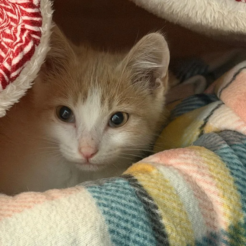 A baby small-sized male Orange / Red Domestic Short Hair cat named Cheesepuff for adoption in Troy, VA