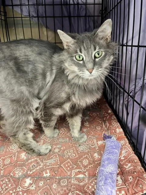 An adult medium-sized female Gray / Blue / Silver Domestic Medium Hair cat named China for adoption in Anoka, MN