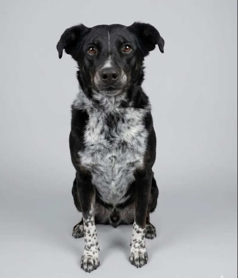 A senior medium-sized male Black Mixed Breed dog named Duke for adoption in Rock Springs, WY