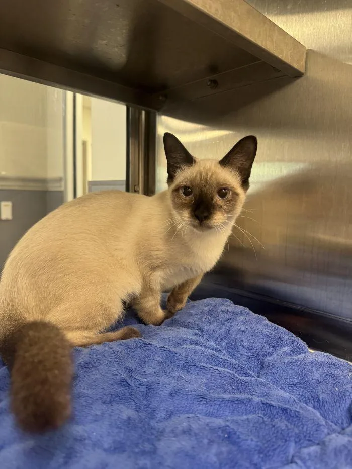 A young small-sized female Buff / Tan / Fawn Domestic Short Hair cat named Vanilla for adoption in Hilton Head Island, SC