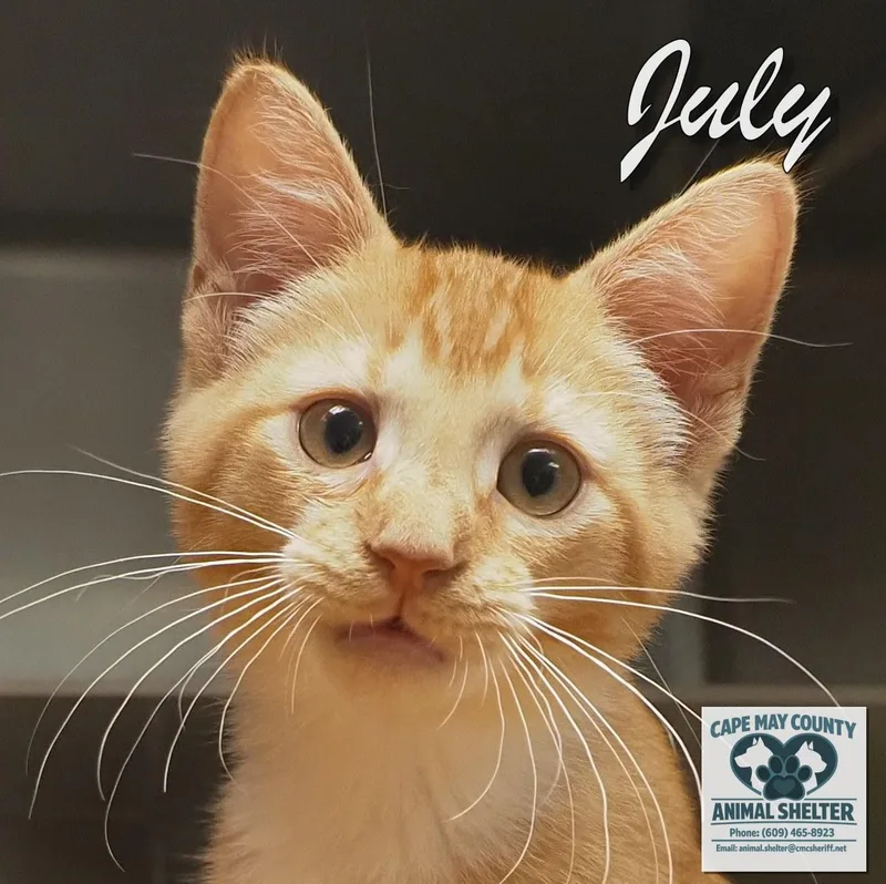 A young medium-sized male Domestic Short Hair cat named May & July for adoption in Cape May Court House, NJ