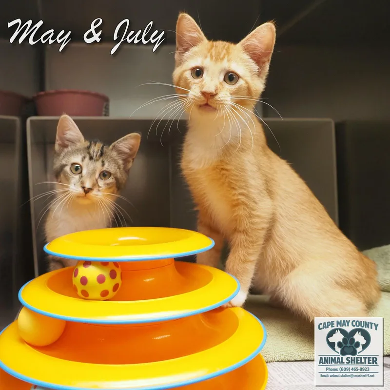 May & July thumbnail 3