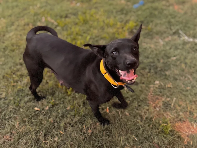 An adult medium-sized female Black Labrador Retriever dog named Lady for adoption in Mount Juliet, TN