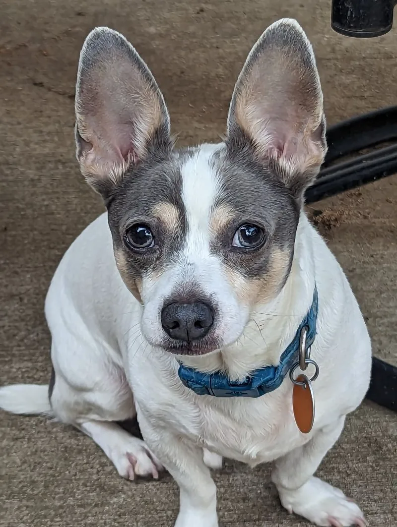A young small-sized male Bicolor Chihuahua dog named Milo for adoption in Ozone Park, NY
