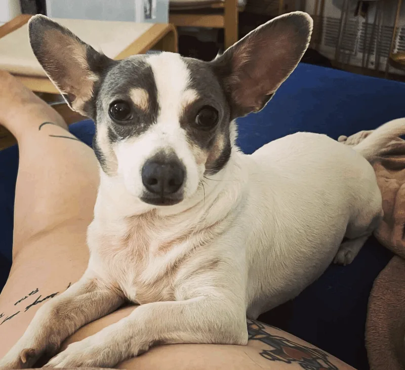 Milo thumbnail 5