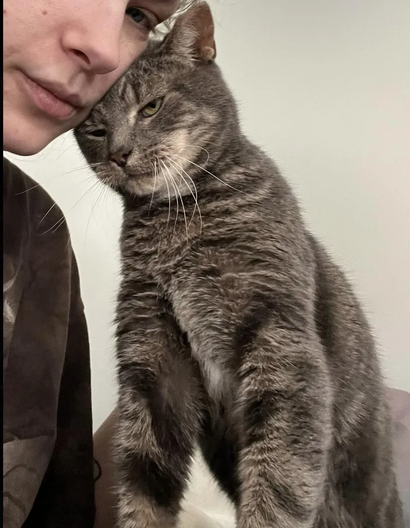 An adult medium-sized male Tabby (Gray / Blue / Silver) Domestic Short Hair cat named Chaz for adoption in Media, PA