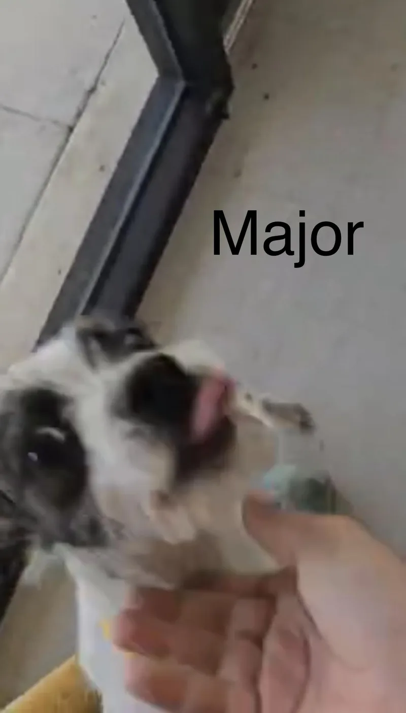 A young small-sized male Mixed Breed dog named Major for adoption in Rock Hill, NY