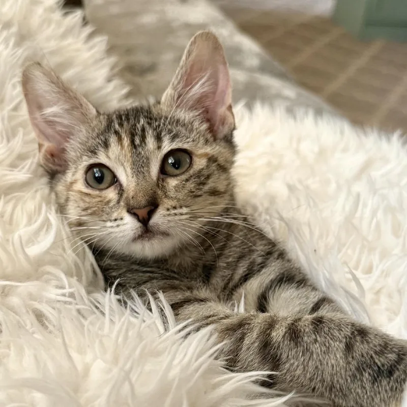 A baby small-sized female Gray / Blue / Silver Domestic Short Hair cat named Miracle for adoption in Ashland, VA