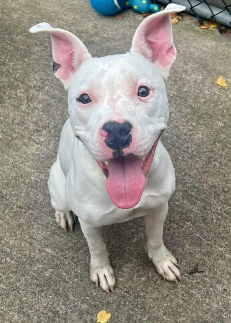 An adult medium-sized female White / Cream Pit Bull Terrier dog named Dottie for adoption in Chicago, IL