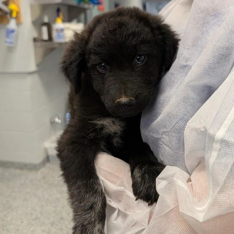A baby small-sized male Black Mixed Breed dog named Porky for adoption in Greenville, SC