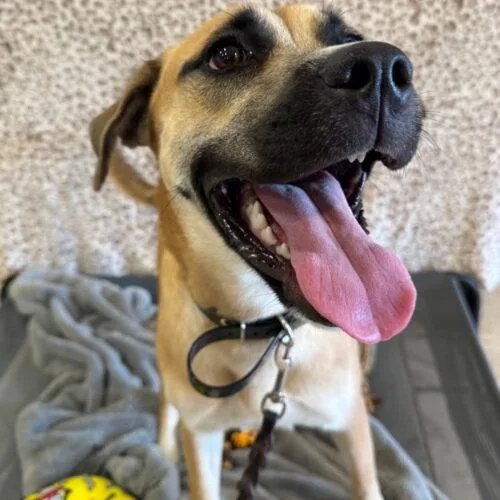 A baby medium-sized female Yellow / Tan / Blond / Fawn Boxer dog named Lemon for adoption in Glendale, AZ