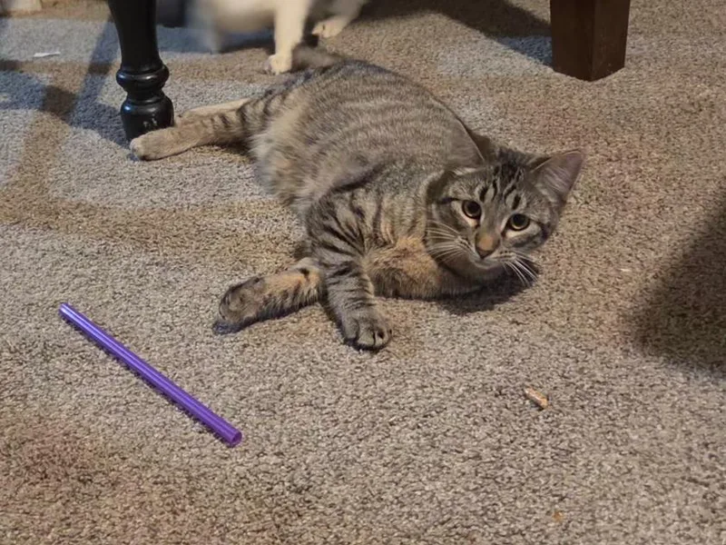 Squeakers thumbnail 2