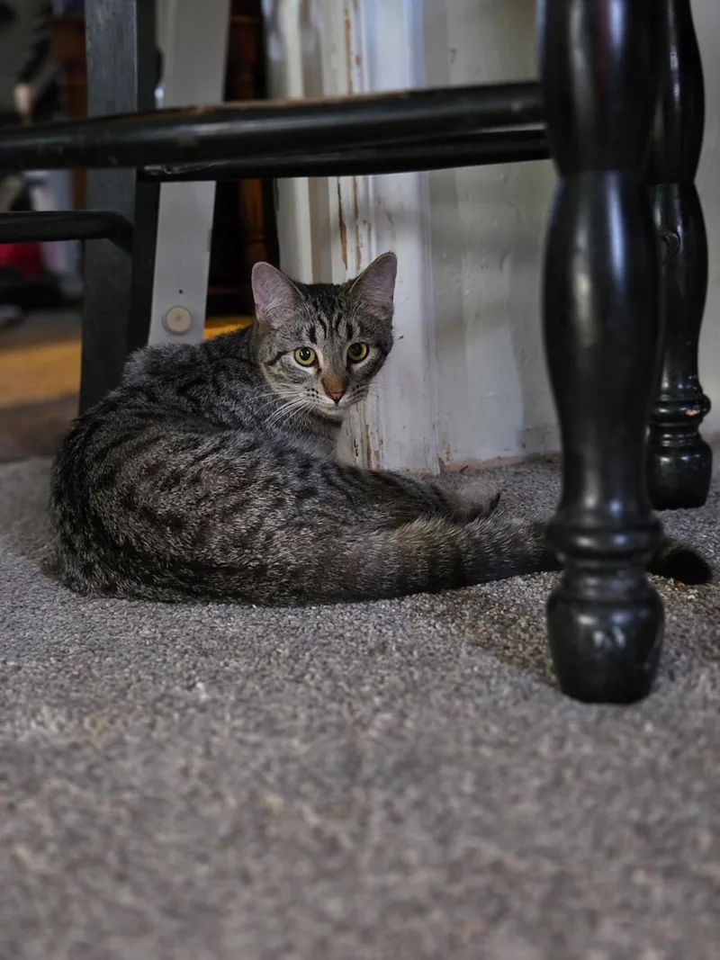 Squeakers thumbnail 3