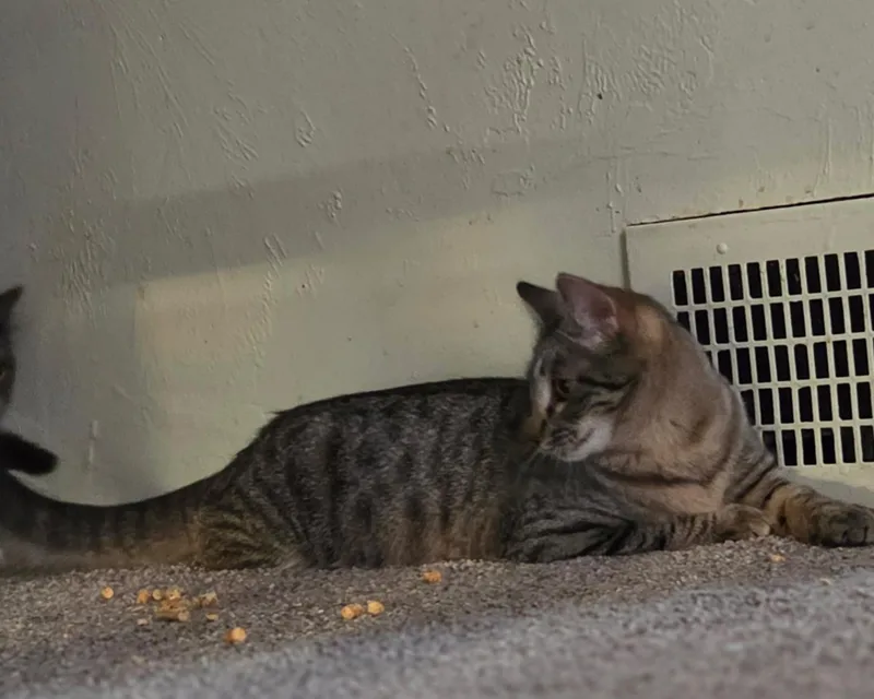 Squeakers thumbnail 4