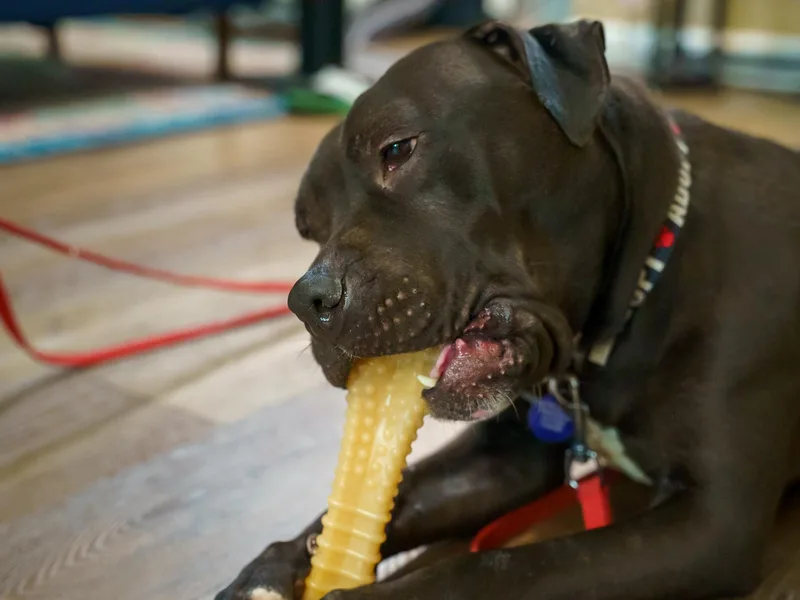 Sheba Douglas thumbnail 2