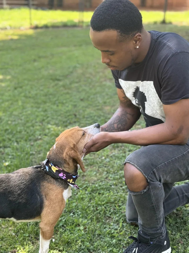 An adult small-sized female Tricolor (Brown, Black, & White) Beagle dog named Duckling for adoption in Meherrin, VA