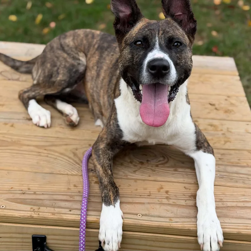 An adult medium-sized female Brindle Pit Bull Terrier dog named 26-01745 for adoption in Fredericksburg, VA