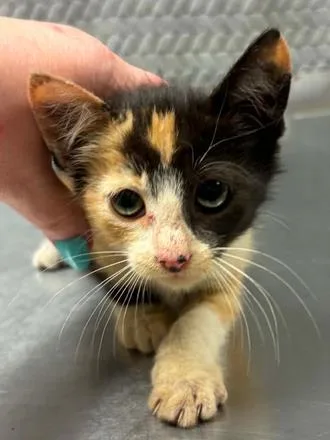 A baby small-sized female Domestic Short Hair cat named Katy Purry for adoption in Lampasas, TX