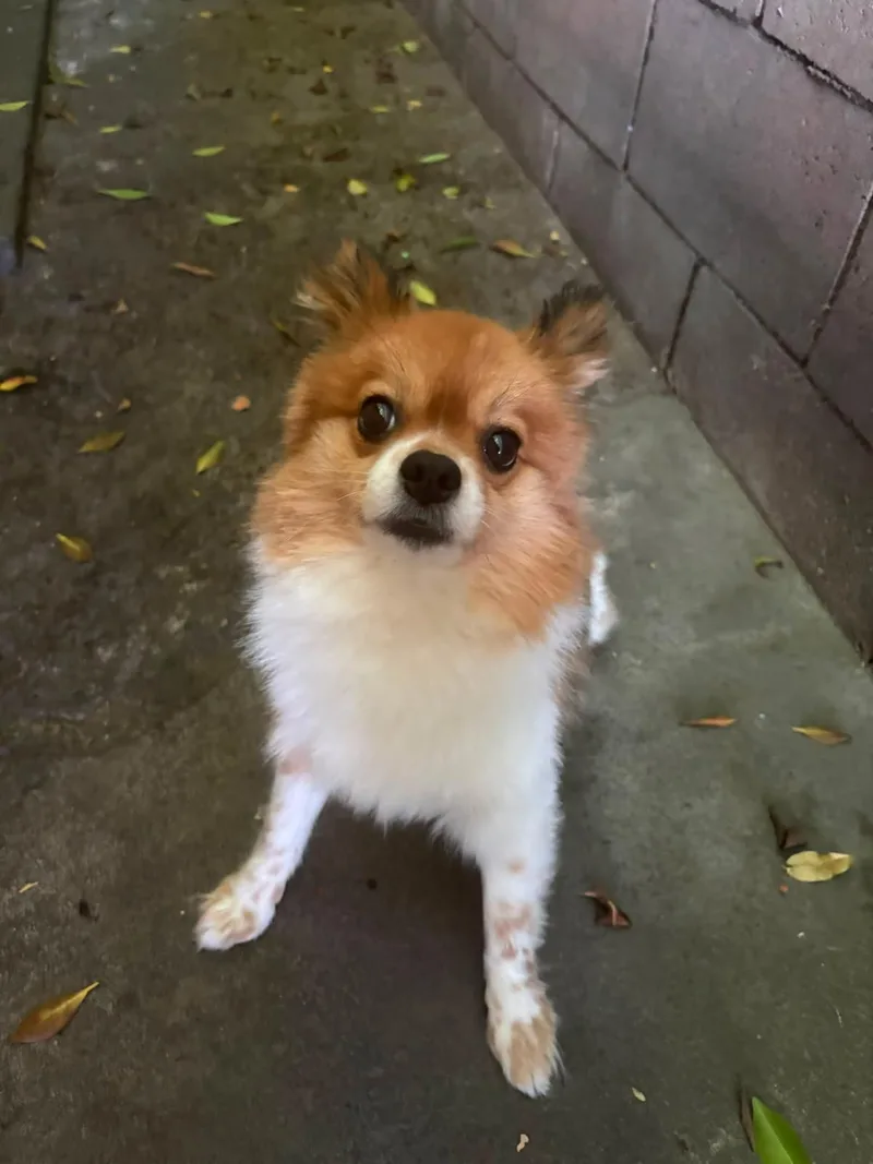 Mini Pom Pom