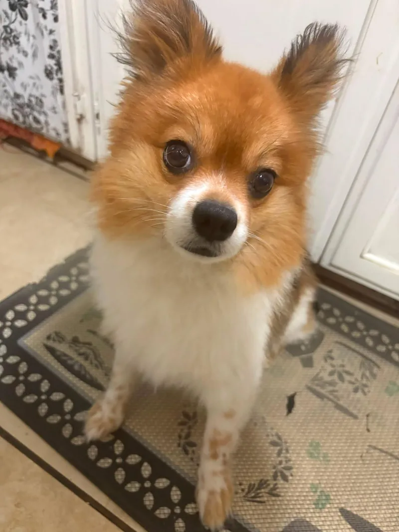 Mini Pom Pom thumbnail 2