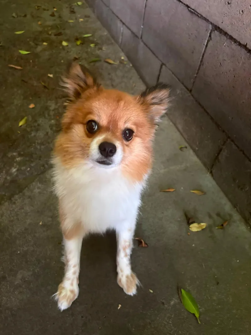 Mini Pom Pom thumbnail 3