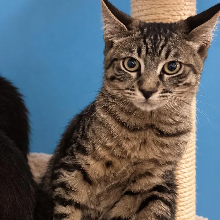 A baby small-sized male Gray / Blue / Silver Domestic Short Hair cat named Spicey for adoption in Hemet, CA