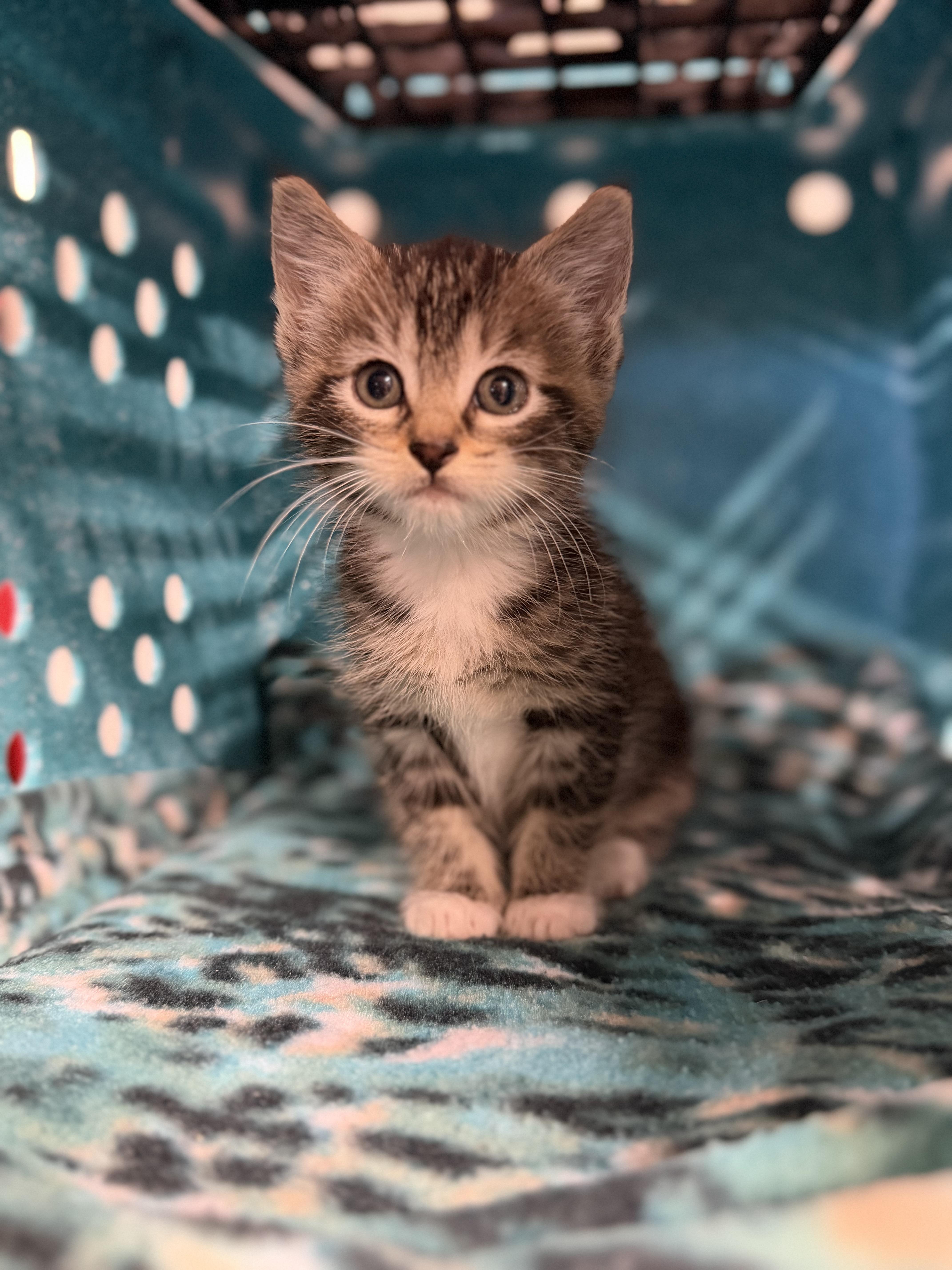 A baby medium-sized female Tabby (Brown / Chocolate) Domestic Short Hair cat named Orchid for adoption in Sartell, MN