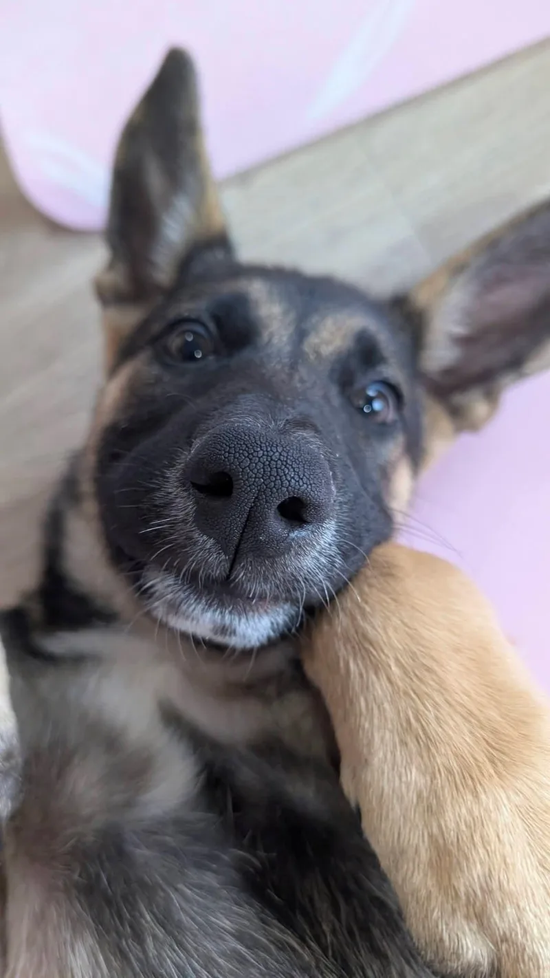 A baby medium-sized female Brown / Chocolate German Shepherd Dog named Maggie for adoption in Dallas, TX