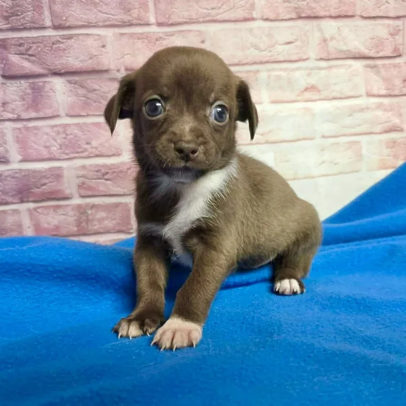 A baby small-sized female Brown / Chocolate Chihuahua dog named Olive for adoption in Boulder, CO