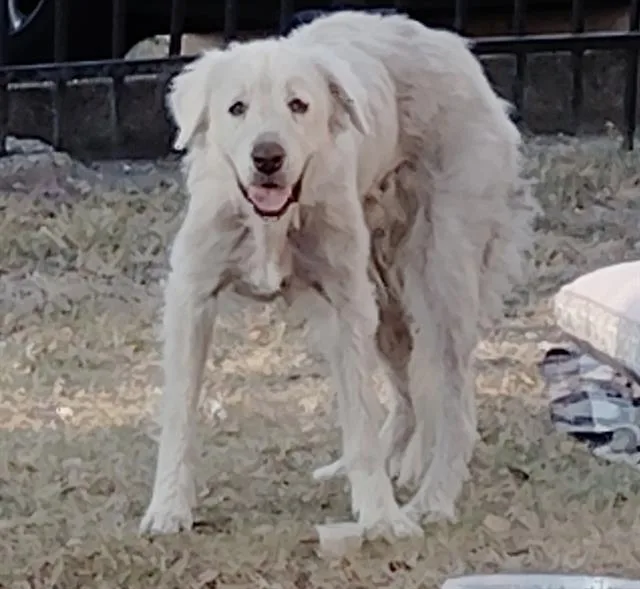An adult extra large-sized female Great Pyrenees dog named Lola for adoption in Dallas, TX