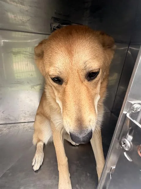 A young large-sized female Mixed Breed dog named Peaches for adoption in Dallas, TX