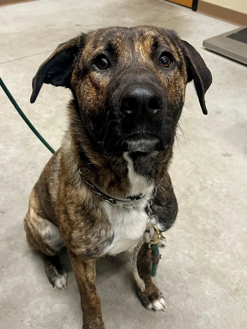 An adult medium-sized male Brindle Shepherd dog named Eli for adoption in Hackensack, MN