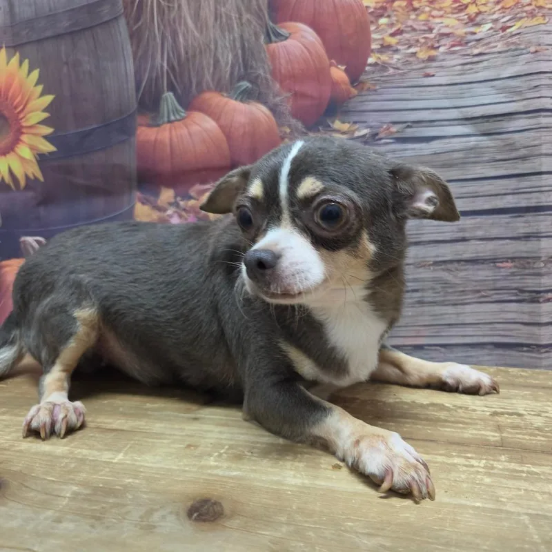 A senior small-sized female Chihuahua dog named Nora for adoption in Normal, IL